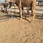للبيع بعير حمر