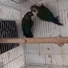 جوز كنيور كريمسون