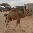 قعود للبيع الموقع ابوراكة جنوب الطايف