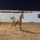 حصان واهو فاخر ويحمل دماء ابطل