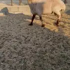 فحل نعيمي شرط منتج الجعيمه