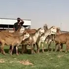 مراح سواكن خصم
