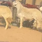 طلي صنف الصنف ولد مربك الدهيمي