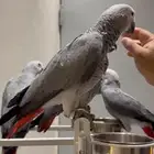 فروخ كاسكو احجام بطله سوبر سوبر جامبو