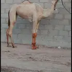 بكره حقه