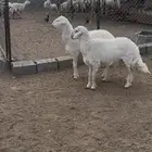 خروفين مبادي