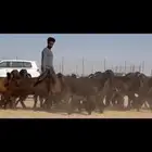 جفرات قبرصيه فاخره من 4 شهور زود