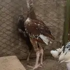 دجاج باكستاني