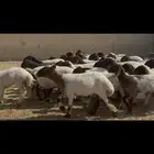 غنم جذعات مقاني