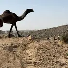 للبيع بكره مجهم