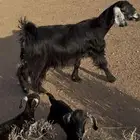 عنز خلفه روم و سلم معها تيس ر جفره