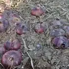 للبيع بصل جاهز 2 هكتار قش