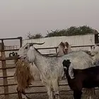 متابيع مشاريك طيبه بناتها كبرها