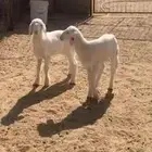 دواغير رخال حريه