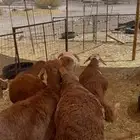 سواكن جذعان فاخره