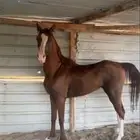 حصان شعبي شيخ