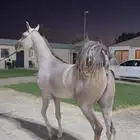 مهر فاخرر ولد الاسطوره اكسالت والام البطله الذهبيه فرايد