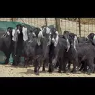 معزا جفرات عوارض صنف الصنف