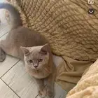 قطه للتبني سكوتش ستريت للتبني برسوم