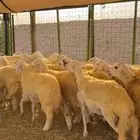 رخال حرش صنف جروم