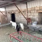 بهم وعرس للبيع