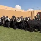 مراح معزا عوارض طيبه 32 ب الفحل