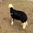 مشروع فحل