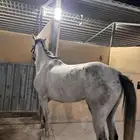 فرس شعبيه