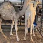 قعود وبكره قصب