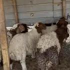 ذبيحه نعيمي عقيقه حري تيوس توجد تمارا