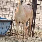 عنز جنوبيه