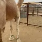 للبيع بعير كفو
