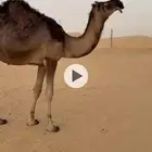 فحل