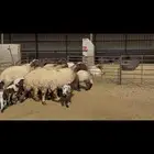 غنم نعيم مطافيل