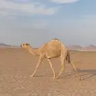 بكره شقحا كفوو طيبة منوة القناي