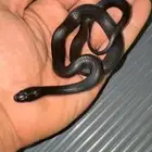 Mexican black king snake. مكسيكان كنق سنيك
