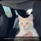للتبني