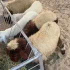 غنم