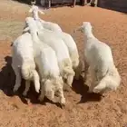 طليان وتيوس