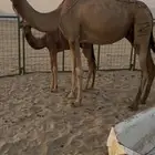 ناقه خلفه ساحليه ثاني ولده( تم البيع)