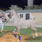 مهر شو ولد جراح المعود