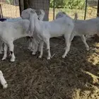 معزا مشروكه وعوارض