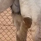 ناقه ضيار ميت ولدها