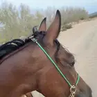 فرس شعبيه للبيع