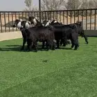 طقم جفرات عوارض جم نوادر