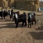 جذعات عوارض