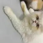 بيكي فيس ذكر