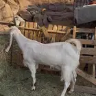 عنز هولندية مضرع العلا