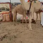 للبيع خلفه بكر