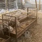 غنم مقاني دفيع ومواليد مشروطه شرط الصحه والسلامه